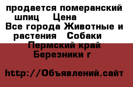 продается померанский шпиц  › Цена ­ 35 000 - Все города Животные и растения » Собаки   . Пермский край,Березники г.